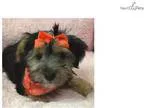Registered Shih-Tzu Pups