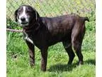 Adopt Lincoln (Needs Foster) a Mountain Cur  Mixed dog in Washin
