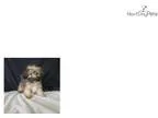 Lucky EM16-26 WE DELIVER PUPPIES TO YOUR DOOR