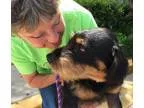 Adopt Ross a Rottweiler Schnauzer