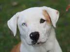 Adopt Charley a White - with Red Golden Orange or Chestnut Boxer