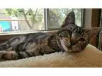Adopt Kitten 13083 a Tabby