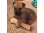Adopt Griffin a Black - with Tan Yellow or Fawn Shepherd (Unknow