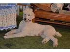 Opal Spayed