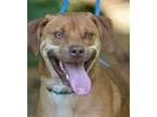 Adopt George - looking for foster-to-adopt a Labrador Retriever 