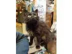 Adopt Sebastian a All Black Domestic Mediumhair  Mixed cat in Wa