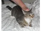 Java - Female Domestic Shorthair