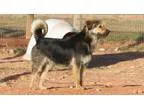 Adopt Rosie a Airedale Terrier