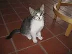 Adopt Alana a Gray Blue or Silver Tabby Domestic Shorthair (shor