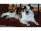 Adopt Ruby - IN FOSTER CARE - FENCED YARD REQ a Australian Sheph