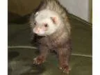 Adopt Simba a Ferret