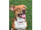 Adopt Adrianna a White - with Red Golden Orange or Chestnut Beag