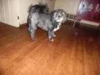 Adopt Mattie a Lhasa Apso
