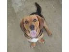 Adopt Remy a Tricolor (TanBrown and Black and White) Beagle  Bas