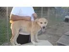 Adopt Barney Kelley a Catahoula Leopard Dog Husky