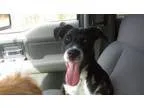 Adopt FIona a Foxhound