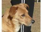 Adopt Kimmy a Golden Retriever