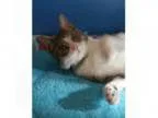 Adopt Cora a Tabby - Brown