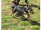 Adopt Dailey a Black - with Tan Yellow or Fawn German Shepherd D