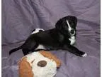 Adopt AVARI a Black - with White Border Collie  Mixed dog in Wes