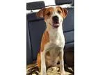 Adopt Phoebe - I m an Adoption Center Dog a White - with Red Gol