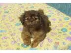 Adopt Kirsty a Brindle Shih Tzu  Pekingese  Mixed dog in ocala F