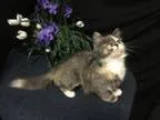 Adopt Bunnie a Gray or Blue (Mostly) Domestic Longhair  Mixed (l