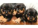 Fain german rottweiler puppies ready to go