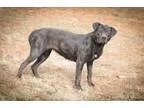 Adopt Maisie a White - with Tan Yellow or Fawn Havanese  Mixed d