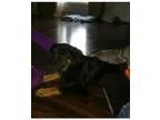 Adopt Rex (CL) a German Shepherd Dog