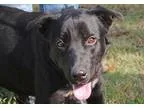 Adopt Kobi a Black - with White Flat-Coated Retriever  Labrador 