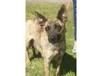Adopt Winifred a German Shepherd Dog