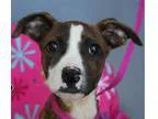 Adopt Dolly a Brindle - with White American Pit Bull Terrier  Mi