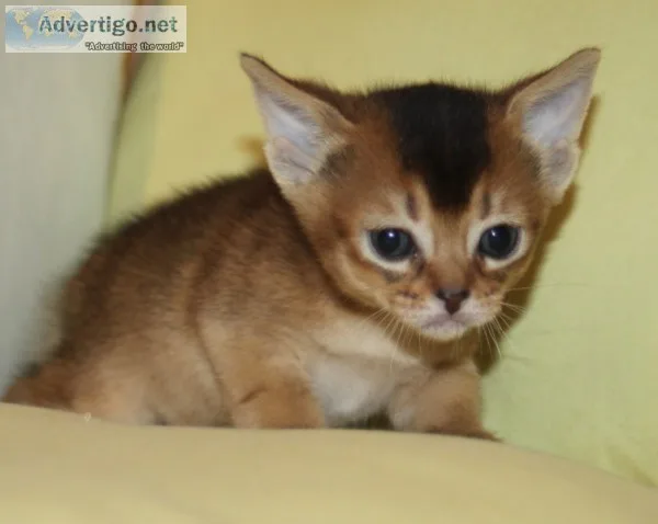 Abyssinian kitten Rudy and Blue CFA reg