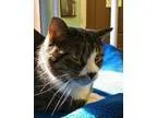 Adopt Buster a Tabby - Grey