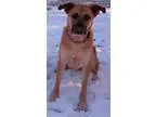 Adopt Beane(CL) a German Shepherd Dog