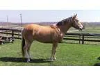Big Sooty Palomino Gelding English or Western