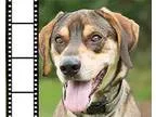 Adopt Blake a Great Dane Shepherd