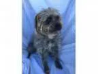 Adopt Carley (Adopted ) a Terrier