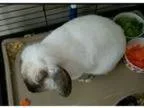 Adopt Thumper a Cream Lop-Eared Mixed (medium coat) rabbit in M