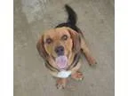 Adopt Remy a Beagle Basset Hound