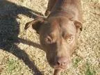 Adopt Duke of Earl a Chocolate Labrador Retriever Boxer