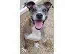 Adopt Chevy a Catahoula Leopard Dog