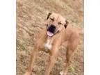 Adopt VICTORIA a Boxer