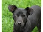 Adopt Jalena a Labrador Retriever German Shepherd Dog
