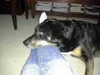 Adopt Jake a Labrador Retriever