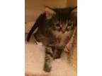 Adopt Manny - Pending Medical a Gray or Blue (Mostly) Domestic M