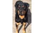Adopt Rock a Black - with Tan Yellow or Fawn Rottweiler  Mixed d