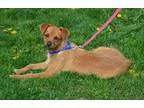 Adopt Coffee Puppy a TanYellowFawn - with White Terrier (Unknown