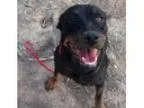Adopt Daisy a Rottweiler